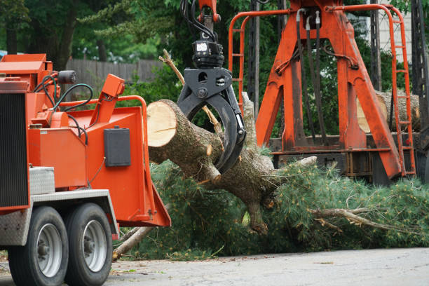 The Steps Involved in Our Tree Care Process in Millbourne, PA